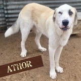 Adopta a Athor