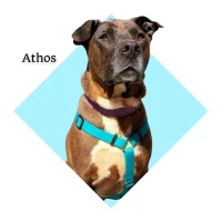 Adopta a Athos