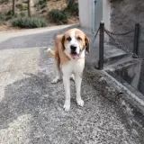Adopta a Vanko