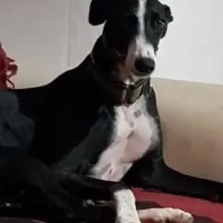Olaf
