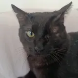 Adopta a Odín