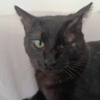 Adopta a Odín
