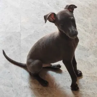 Loki
