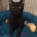 Adopta a Bea