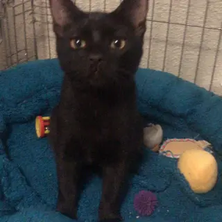 Bea