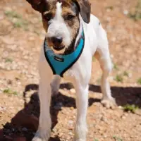 Adopta a Capi