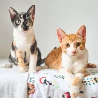 Adopta a Mango Y Pimienta