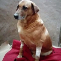 Adopta a Panam