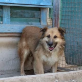 Adopta a Jimmy