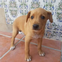 Adopta a Kreys