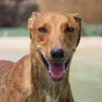 Adopta a Reden