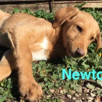 Adopta a Newton