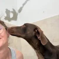 Adopta a Chocolate Perrito Sociable Tlf 645978718