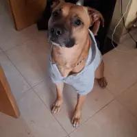Adopta a Roy