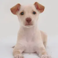 Adopta a Helga