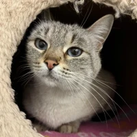 Adopta a Roma