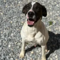 Adopta a Charlie