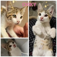 Adopta a Chiky
