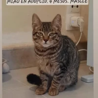 Adopta a Miau