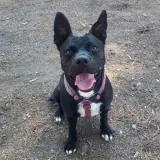 Adopta a Shun