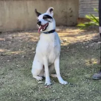 Adopta a Manolito