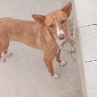 Adopta a Olga Joven Y Sociable-Tlf 645978718