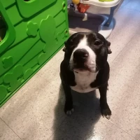 Adopta a Dante
