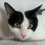 Adopta a Nevado