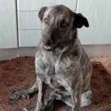 Adopta a Tequila