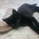 Adopta a Nero
