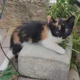 Adopta a Bimba