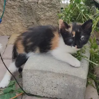 Bimba