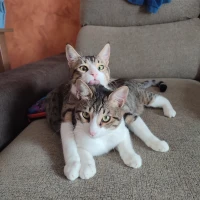 Adopta a Plátano y Aguacate