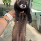 Adopta a Mochi