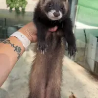 Adopta a Mochi