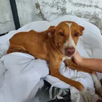 Adopta a Lua