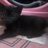 Adopta a Negrito