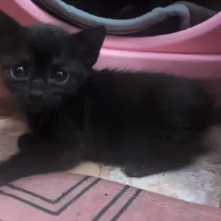 Negrito