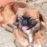 Adopta a Oliver