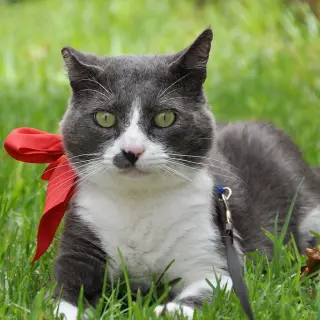 Toby