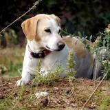 Adopta a Nata