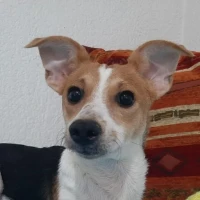 Adopta a Semi