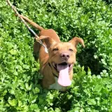 Adopta a Illo