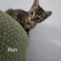 Adopta a Ron