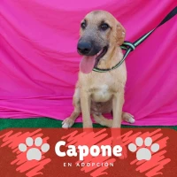 Adopta a Capone