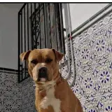 Adopta a Duque