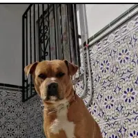 Adopta a Duque