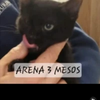 Adopta a Arena