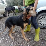 Adopta a Derbi