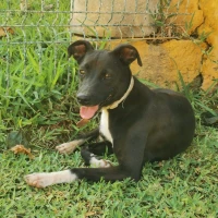 Adopta a Brus